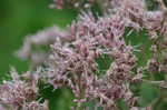 Joe Pye weed